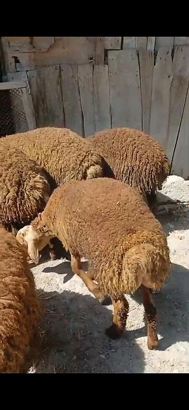 ətlik dovşan: Erkək,Dişi Quzular Satılır📍Diri Çəkisi 10manatdan stitqasız,diri — 3