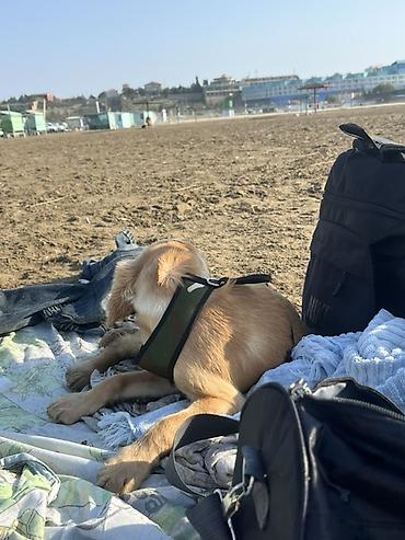golden retriever golden: Koker spaniyel, Dişi, Peyvəndli, Ünvandan götürmə — 3