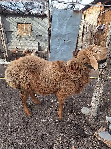 Баран, овца: Продаю | Баран (самец) | Для разведения — 1