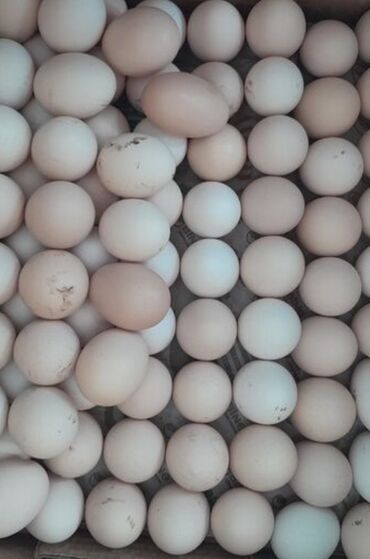 yumurta satişi: Astara rayonunda dagliq bagda yerlesen erazide tebii ot ve yemle