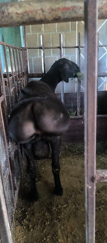 Баран, овца: Продаю | Баран (самец) | Для разведения | Племенные — 6