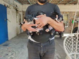 sarı xaski: Xaski, Dişi