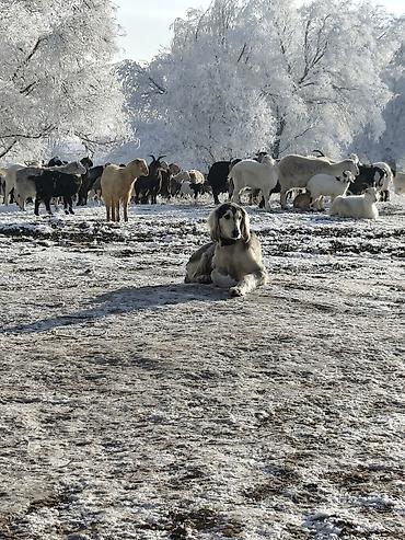 Продажа собак: Продажа Щенков ТАЙГАН для пастушьей службы и охоты. Описание: - — 3