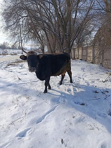 Коровы, быки: Продаю | Корова (самка) | Для молока — 29