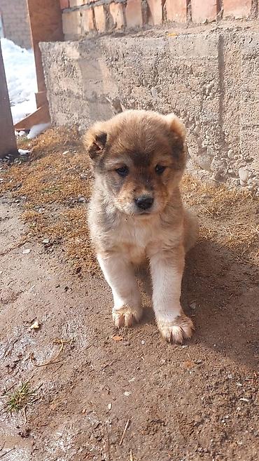 Продажа собак: Алабай, 1 месяц, Самец — 9