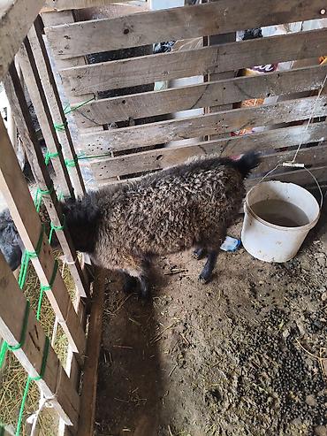 Баран, овца: Продаю | Овца (самка) | На забой — 1