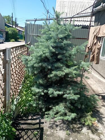 саженцы ива: Ель голубая (Picea pungens, blue spruce) для озеленения участка. -