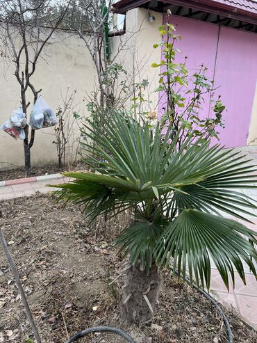palm angels kofta: Palma ağacı 1.50 sm kötuyu yoğundu