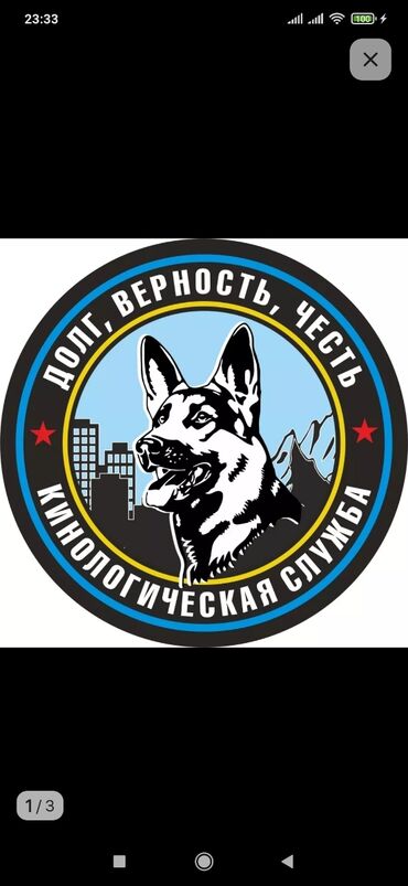продам щенков курцхаара: Опытный кинолог, стаж работы более 20лет. Дрессировка собак, коррекция