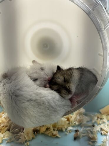 ağ pişik şəkilləri: 🐹 Продаются джунгарские хомячки! Малыши из домашнего разведения