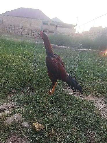 barter xoruz: Temiz brazildi 5 ay yarım qanına cinsine cavabdehem luboy tayını — 1