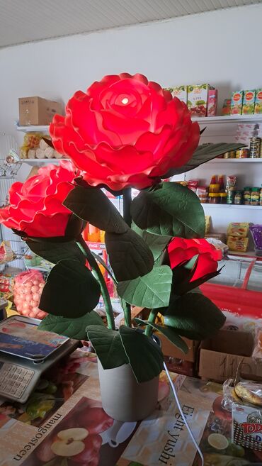 Комнатные розы: Комнатные розы — 9