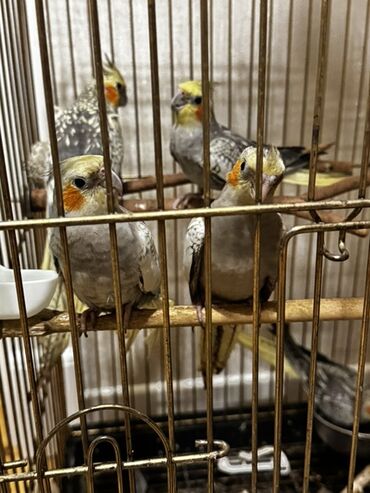 Çəngəllər: Dörd ədəd "Corella" tutuquşusu, qəfəsdə saxlanılır. Quşların rəngi