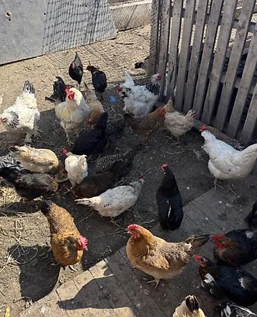Животные: Продаю | Куры | Домашняя | Несушки — 1