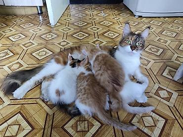 слив воронежской пантеры: Котята, помет из нескольких малышей разной окраски: - рыжие и — 7