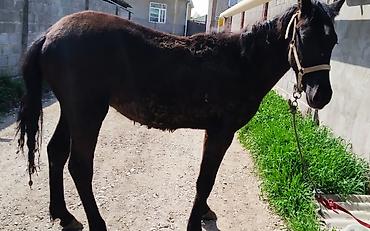 Лошади, кони: Продаю | Жеребец | Рабочий — 8