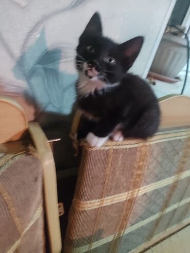 Отдам даром кошку: КОШКИ И КОТЯТА У НАС ПРИЮТ любой окрас есть можете выбрать у нас — 2