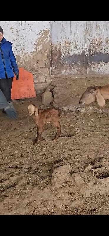 Qoyunlar, qoçlar: Qoyun – ana ilə bala(s)ı - Cins: ehtimalən yerli/ətlik-dövlətlik — 8