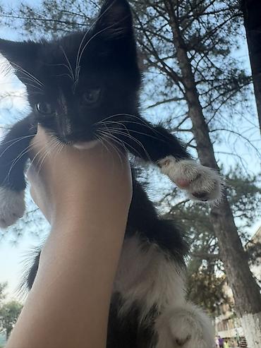 где взять котенка: Беспородная, 1 месяц, Мальчик, Метис — 1