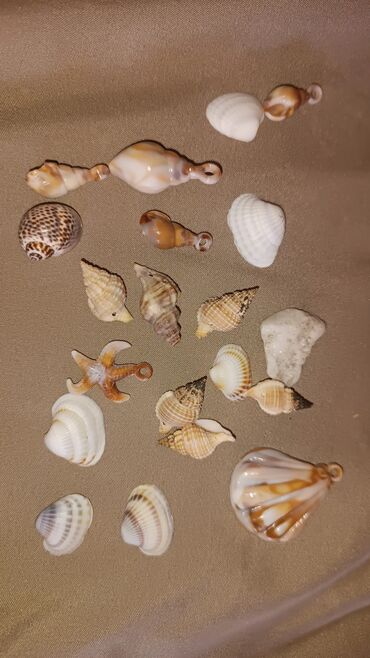 Другая бижутерия: 🐚Морские ракушки — для декора, хендмейда и коллекции! Натуральные