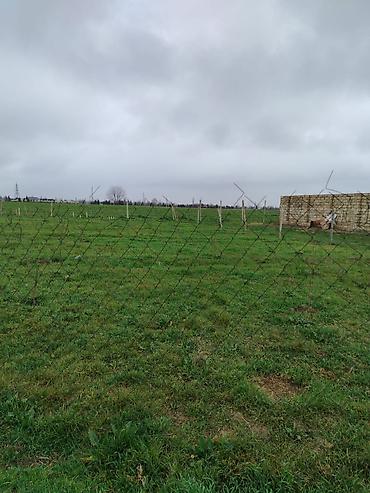 Torpaq sahələrinin satışı: Kənd təsərrüfatı — 5