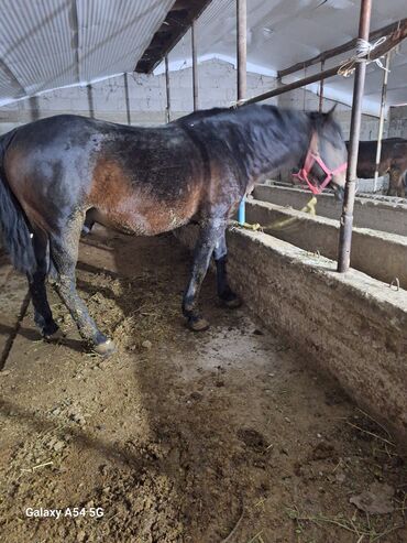 Лошади, кони: Продаю | Жеребец | Рабочий | Осеменитель — 8