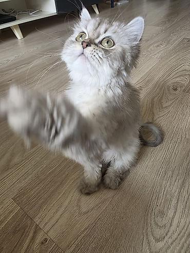 Pişiklər: Britan, Dişi, Yaxşı əllərə, Ünvandan götürmə — 2