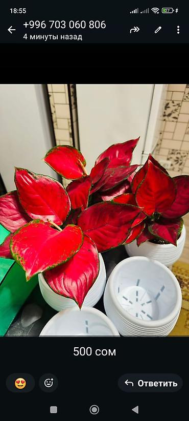 Другие комнатные растения: Комнатные цветы, цены написаны на фото — 31