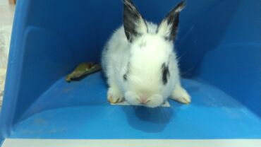 Dovşanlar: Dovsan balalari satilir — 3