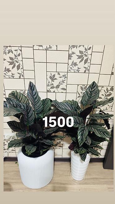 Другие комнатные растения: Комнатные цветы, цены написаны на фото — 16