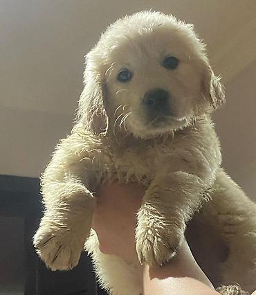 golden it: Qızılı rəngli balaca it balası – Golden Retriever tipli - Cins — 4