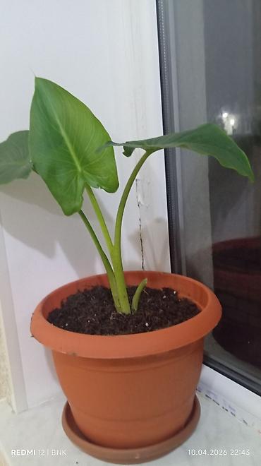 orxideya gulunun qiyməti: Otaq bitkisi – fil qulağı (Alocasia/Colocasia tipli) qabda - Böyük — 1