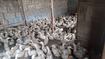 домик для животных: Молодняк уток (большое поголовье) - Порода/тип: серые утки с