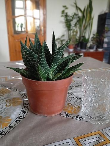 qül: Otaq bitkiləri – Sansevieria (Qayınana dili) və Hoya (mum çiçəyi) - — 9