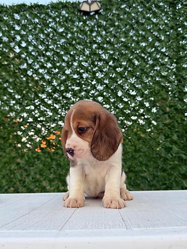 Psi: ŠTENCI BIGLA – The Lovely Dogs Pogledajte vrhunski kvalitet naših — 7