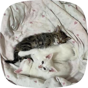 слив пантеры из котеджа: Котята ищут добрые и заботливые руки! У нас подрастают 4 — 2
