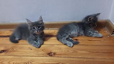 pişik cüt: ПАПА - МЕЙНКУН,МАМА-ШОТЛАНДКА. КОТЯТАМ 1,5 МЕСЯЦА. ХОДЯТ В ЛОТОК,ЕДЯТ — 10
