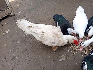 Ördəklər: 2 Erkey 10 dişi yumurtamaq üzredi CİDİ fikri olan YASİN burda ve ya — 1