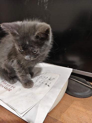 Продажа кошек: Отдаю котят в хорошие,ответственные руки.Котятам 2 месяца, к лотку — 6