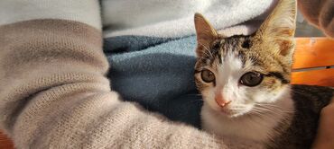 Pişiklər: Tabbi, Dişi, Yaxşı əllərə, Pulsuz çatdırılma — 12