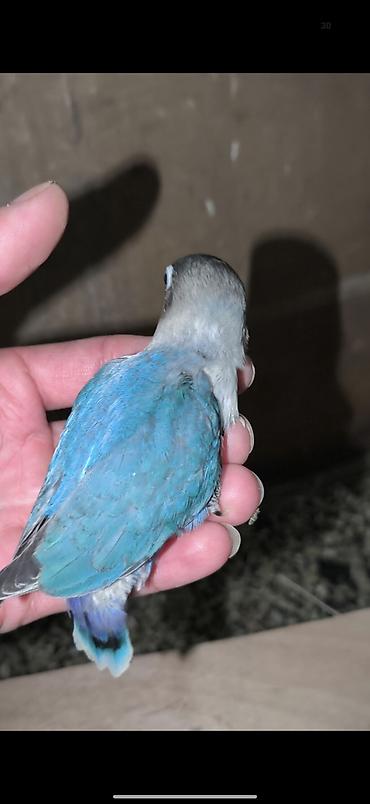 kreditle heyvan satisi: Fişerler tam sağlam problemsiz quşlardır öz quşlarmın balasıdı özüm — 9