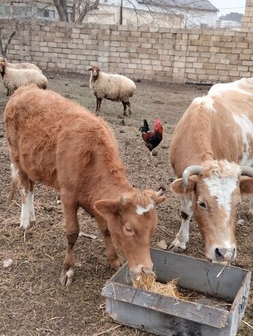 cins inəklərin satışı: Dişi, il: 5, Damazlıq, Ünvandan götürmə