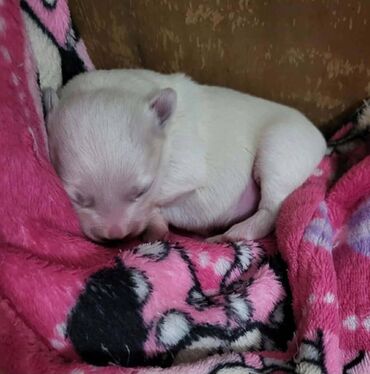 Psi: Na prodaju stenci mesanci maltezera i patuljastog spica sa odlicnom — 8