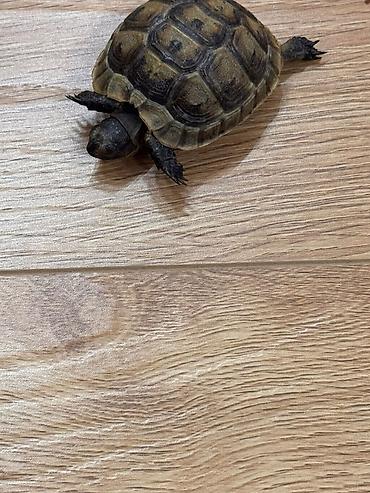 Dovşanlar: Rus tısbağası (Testudo horsfieldii) – sağlam, aktiv ev heyvanları. 1 — 1