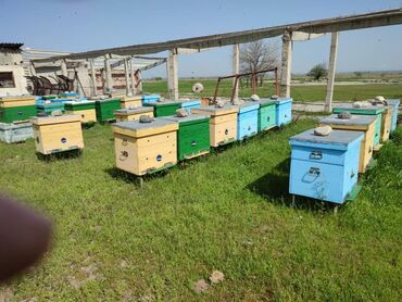 продам улей с пчелами: Продам пчел