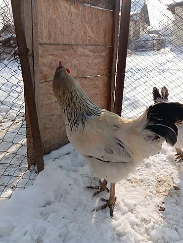 Куры, петухи: Продаю | Петух | Для разведения — 4