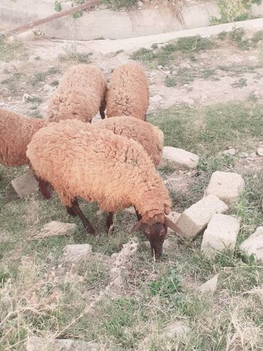 inək satılır binə: Erkək, Qala, il: 1, 29 kq, Damazlıq, Ünvandan götürmə