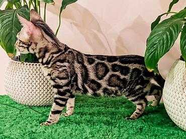 1 800 kgs котяты: Бенгальская, 4 месяца, Девочка, Шоколадный, Приучена к лотку, Проглистована, С документами — 2
