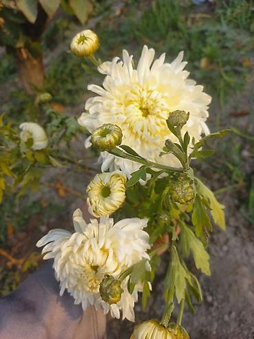 Другие виды семян и саженцев: Саженцы хризантем с пышной зеленой листвой, готовые к пересадке — 16