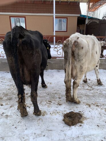 Коровы, быки: Продаю | Корова (самка) | Алатауская, Симментальская | На откорм, Для разведения, Для молока | После отела — 13